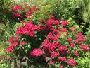 Mademoiselle des Minuits ® rose photo