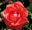 Grand Canyon rose photo