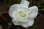 Cosmos rose photo