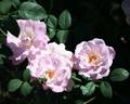 Cool as Ice rose photo