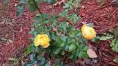 Rose of Hope™ rose photo