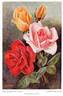 Joseph Lowe rose photo