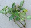 George Elger rose photo