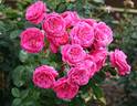 The Captain of Hearts rose photo