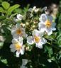September Stars rose photo