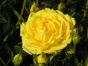 Bobby Dazzler rose photo