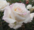 Anniversary Waltz rose photo