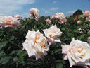 Anniversary Waltz rose photo