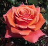 Copper Lights rose photo
