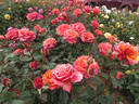 Copper Lights rose photo