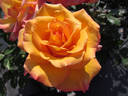 Freddie Mercury rose photo