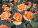 Freddie Mercury rose photo
