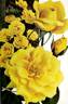 Doubloons rose photo