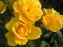 Amanda rose photo