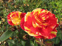Brushstrokes rose photo