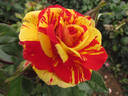 Brushstrokes rose photo