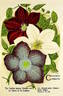 Henryi clematis photo