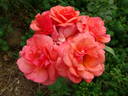 Beautiful Britain rose photo