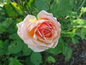 Calliope rose photo