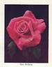 Rose Berkeley rose photo