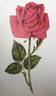 Charlotte Armstrong rose photo