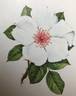 White Wings rose photo