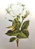Saratoga rose photo