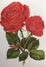 Spartan rose photo