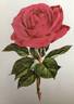 Henry Nevard rose photo
