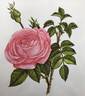 R. centifolia bullata rose photo