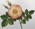 Lord Penzance rose photo