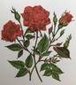 Dwarfking rose photo