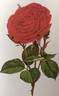 John S. Armstrong rose photo