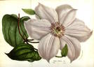 <i>C. lanuginosa</i> 'Pallida' clematis photo