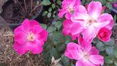 Beach Blanket rose photo