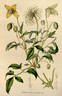 <i>C. graveolens</i> Lindl. clematis photo