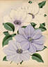 Lady Londesborough clematis photo