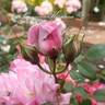KORflieder rose photo