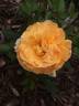Golden Buddha rose photo