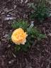 Golden Buddha rose photo