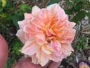 Field Roebuck rose photo