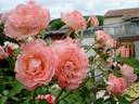 The Fisherman's Cot rose photo