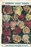 Louise Baldwin rose photo