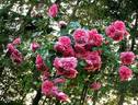 Uetersens Rosenprinzessin rose photo