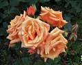 Vesper rose photo