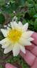 Republic of Texas rose photo