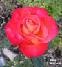 Mikado ™ rose photo
