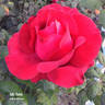 Mr Caleb rose photo