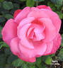 Snuffy rose photo