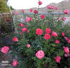 Snuffy rose photo